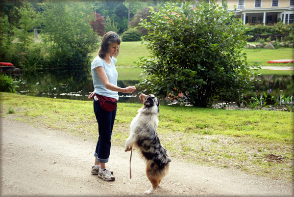 rewarding-your-dogs